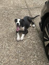 Found/Stray Male Dog last seen N Qualight Flight Cv / Quail Covey, Memphis, TN 38141