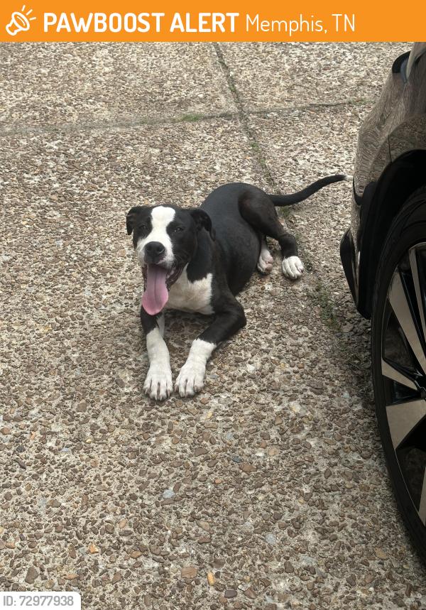 Found/Stray Male Dog last seen N Qualight Flight Cv / Quail Covey, Memphis, TN 38141