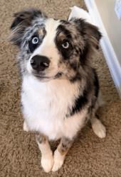 Reunited Male Dog last seen Las Vegas, NV 89130, USA, Las Vegas, NV 89130