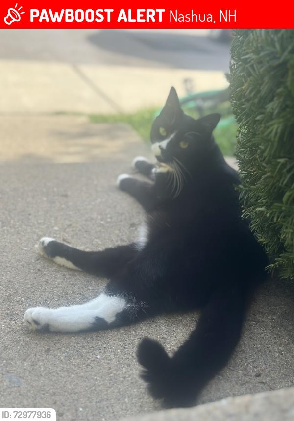 Lost Female Cat last seen Temple st diner , Nashua, NH 03060