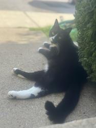Lost Female Cat last seen Temple st diner , Nashua, NH 03060