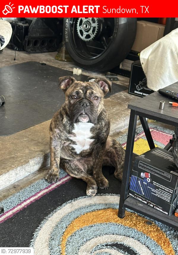 Lost Female Dog last seen Ft. Davis , Sundown, TX 77449