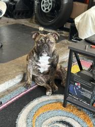 Lost Female Dog last seen Ft. Davis , Sundown, TX 77449