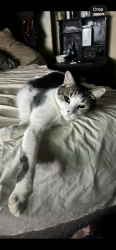 Lost Male Cat last seen Golf Course, Roodeplaat, GP 
