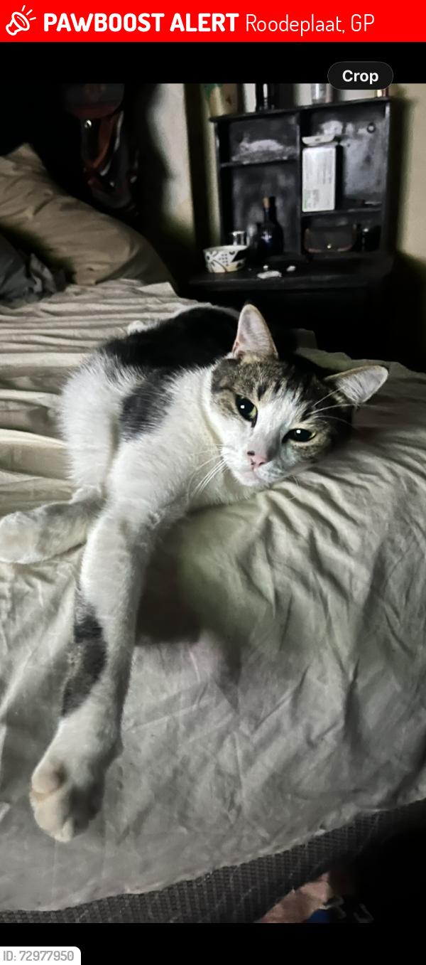 Lost Male Cat last seen Golf Course, Roodeplaat, GP 
