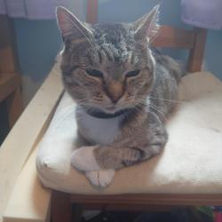Reunited Male Cat last seen Leopard Dr x Noble Close, Pennyland, England MK15 8AP