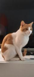 Lost Male Cat last seen Buxton Road, Greater London, England E15