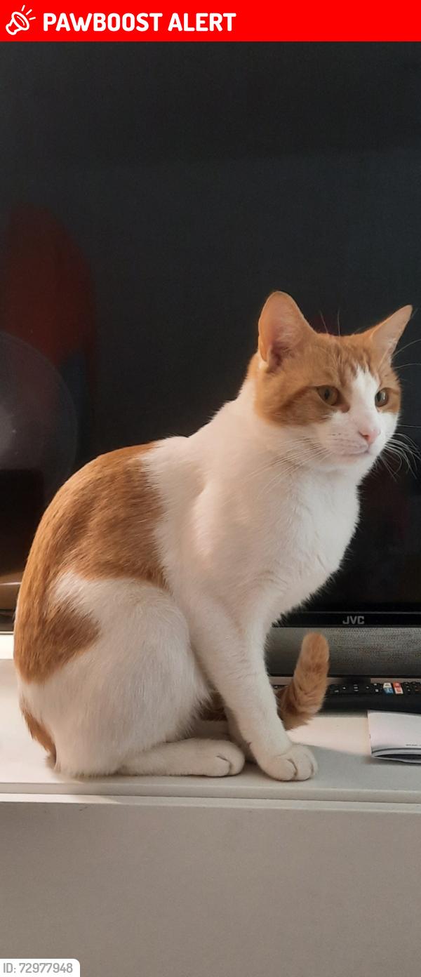 Lost Male Cat last seen Buxton Road, Greater London, England E15
