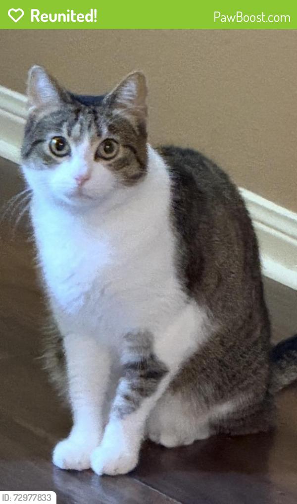 Reunited Female Cat last seen Porter meadow ln Houston Texas , Houston, TX 77014