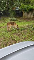 Found/Stray Male Dog last seen Huckleberry Finn Rd, Santa Rosa County, FL 32583