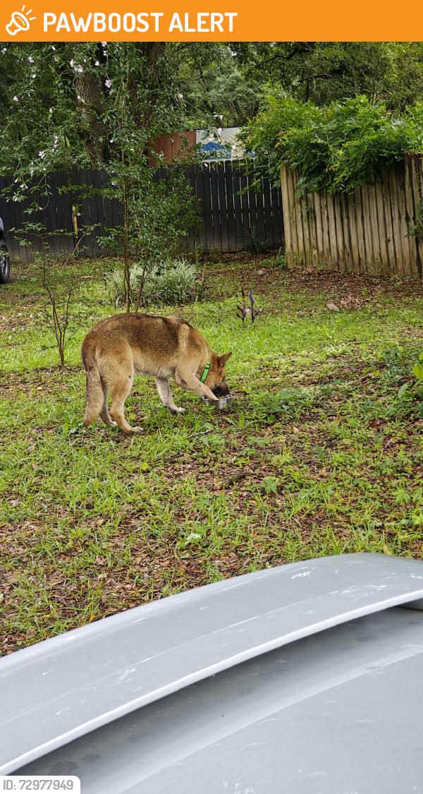 Found/Stray Male Dog last seen Huckleberry Finn Rd, Santa Rosa County, FL 32583