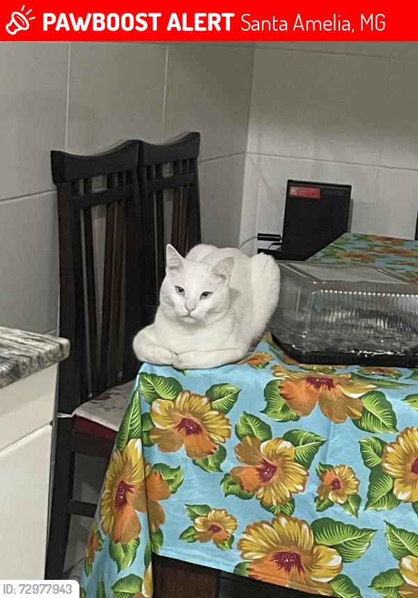 Lost Male Cat last seen Sumiu de casa desde as 16 horas do dia 05/06, Santa Amelia, MG 