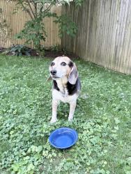 Reunited Female Dog last seen Maple Ridge Road and Rayland Drive, Bethesda, MD 20814