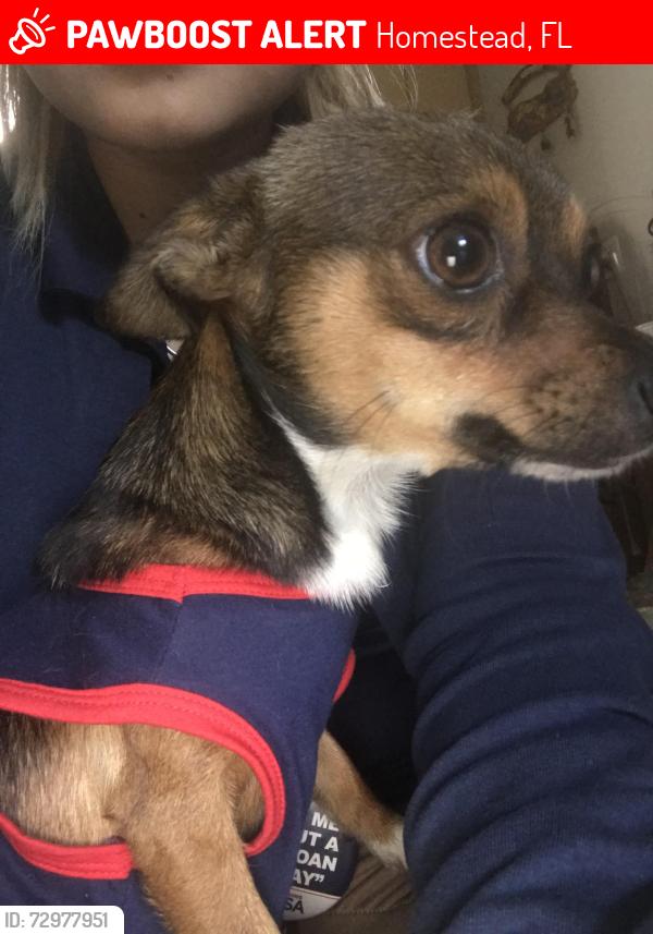 Lost Male Dog last seen 193RD CT, Homestead, FL 33030