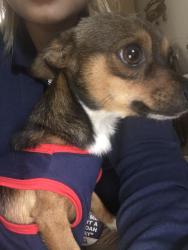 Lost Male Dog last seen 193RD CT, Homestead, FL 33030
