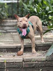 Shelter Stray Male Dog last seen Near MCGILL DR, 30034, GA, 3280 Chamblee Dunwoody Rd, Chamblee, GA 30341, USA
