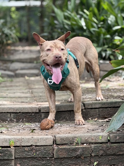 Shelter Stray Male Dog last seen Near MCGILL DR, 30034, GA, 3280 Chamblee Dunwoody Rd, Chamblee, GA 30341, USA