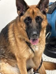 Shelter Stray Male Dog last seen Atlanta, GA 30318, Atlanta, GA 30336