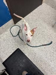 Shelter Stray Female Dog last seen Atlanta, GA 30354, Atlanta, GA 30336