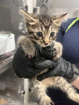 Shelter Stray Male Cat last seen Near Pegg RD, Atlanta, GA, 1251 Fulton Industrial Blvd NW, Atlanta, GA 30336, USA