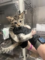 Shelter Stray Male Cat last seen Near Pegg RD, Atlanta, GA, 1251 Fulton Industrial Blvd NW, Atlanta, GA 30336, USA
