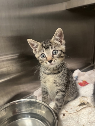 Shelter Stray Male Cat last seen Near Pegg RD, Atlanta, GA, 1251 Fulton Industrial Blvd NW, Atlanta, GA 30336, USA