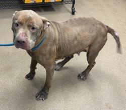 Shelter Stray Female Dog last seen Near Tiburon Drive Lithonia, 30038, 30038, GA, Atlanta, GA 30341