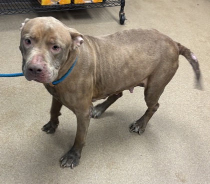 Shelter Stray Female Dog last seen Near Tiburon Drive Lithonia, 30038, 30038, GA, Atlanta, GA 30341