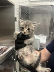 Shelter Stray Female Cat last seen Near Pegg RD, Atlanta, GA, 1251 Fulton Industrial Blvd NW, Atlanta, GA 30336, USA