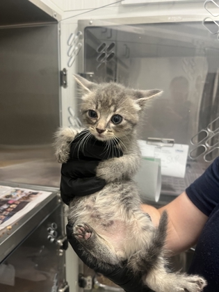 Shelter Stray Female Cat last seen Near Pegg RD, Atlanta, GA, 1251 Fulton Industrial Blvd NW, Atlanta, GA 30336, USA