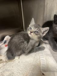 Shelter Stray Female Cat last seen Near Pegg RD, Atlanta, GA, 1251 Fulton Industrial Blvd NW, Atlanta, GA 30336, USA