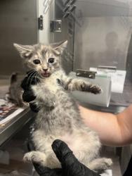 Shelter Stray Female Cat last seen Near Pegg RD, Atlanta, GA, 1251 Fulton Industrial Blvd NW, Atlanta, GA 30336, USA