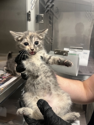 Shelter Stray Female Cat last seen Near Pegg RD, Atlanta, GA, 1251 Fulton Industrial Blvd NW, Atlanta, GA 30336, USA