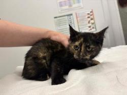 Shelter Stray Female Cat last seen Near Troost Ave, 64110, MO, 7077 Elmwood Ave, Kansas City, MO 64132, USA