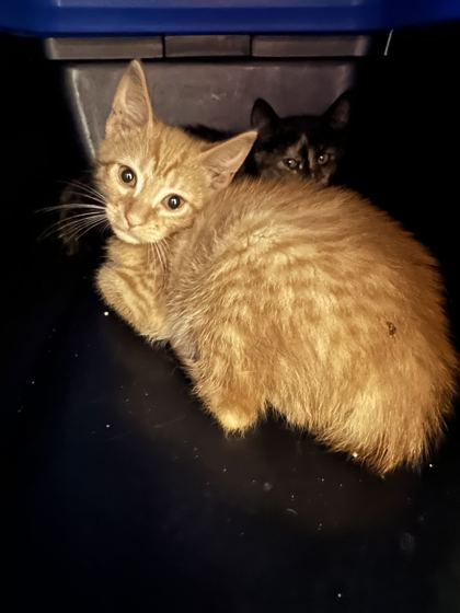 Shelter Stray Unknown Cat last seen Near Troost Ave, 64110, MO, 7077 Elmwood Ave, Kansas City, MO 64132, USA