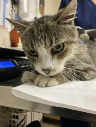 Shelter Stray Male Cat last seen Moncks Corner, SC 29461, North Charleston, SC 29406