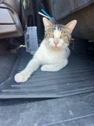 Shelter Stray Male Cat last seen Oregon, WI 53575, Madison, WI 53718