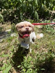 Reunited Male Dog last seen University school , Shaker Heights, OH 44122