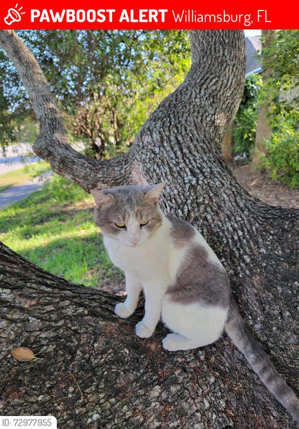 Lost Male Cat last seen Greenbriar, Williamsburg, FL 32821