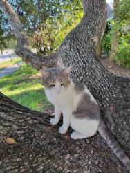 Lost Male Cat last seen Greenbriar, Williamsburg, FL 32821
