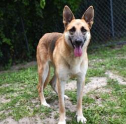 Shelter Stray Female Dog last seen Hwy 41/Parsons Point, Hernando, MT, 4030 S Airport Rd, Inverness, FL 34450, USA