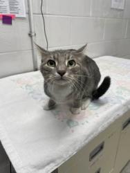 Shelter Stray Female Cat last seen Near S Kresson Balt., MD 21224, 21224, MD, Baltimore, MD 21230