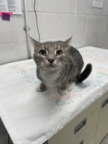 Shelter Stray Female Cat last seen Near S Kresson Balt., MD 21224, 21224, MD, Baltimore, MD 21230