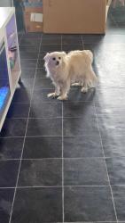 Lost Female Dog last seen Nimbus Way, Caldwell, ID, Caldwell, ID 83607