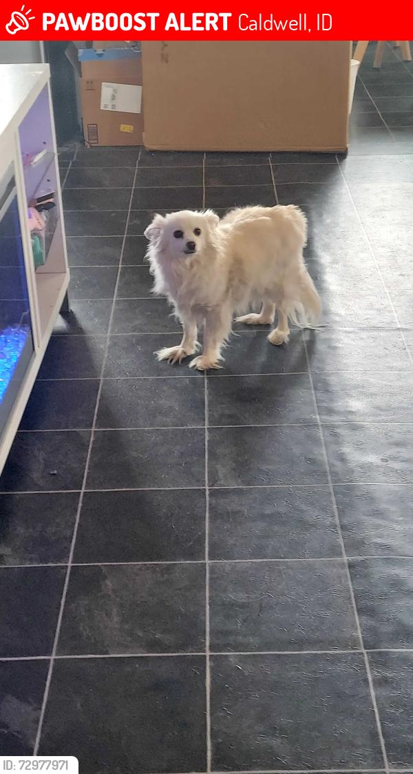 Lost Female Dog last seen Nimbus Way, Caldwell, ID, Caldwell, ID 83607