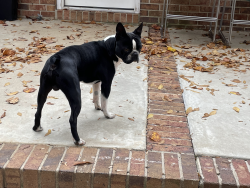Reunited Male Dog last seen Near Saluda Lake Rd, Greenville, SC 29611