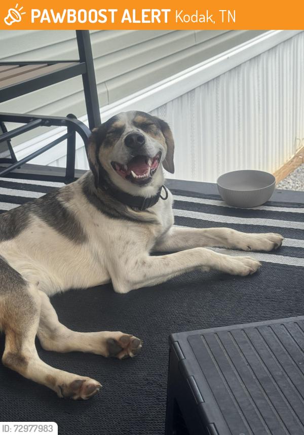 Found/Stray Male Dog last seen Dumpling valley & Bryan Rd , Kodak, TN 37764
