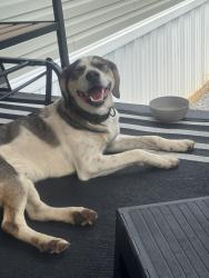 Found/Stray Male Dog last seen Dumpling valley & Bryan Rd , Kodak, TN 37764