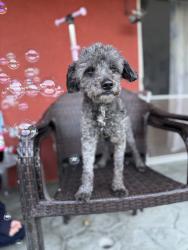 Lost Male Dog last seen Iowa , South Gate, CA 90280