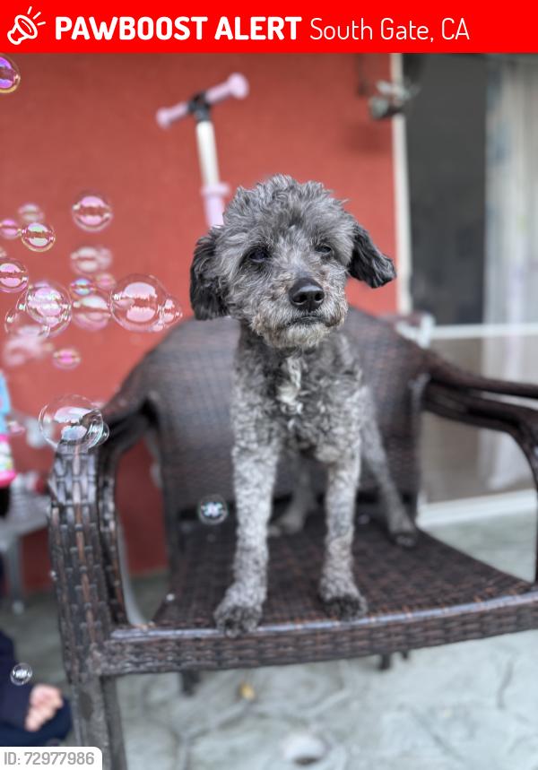 Lost Male Dog last seen Iowa , South Gate, CA 90280